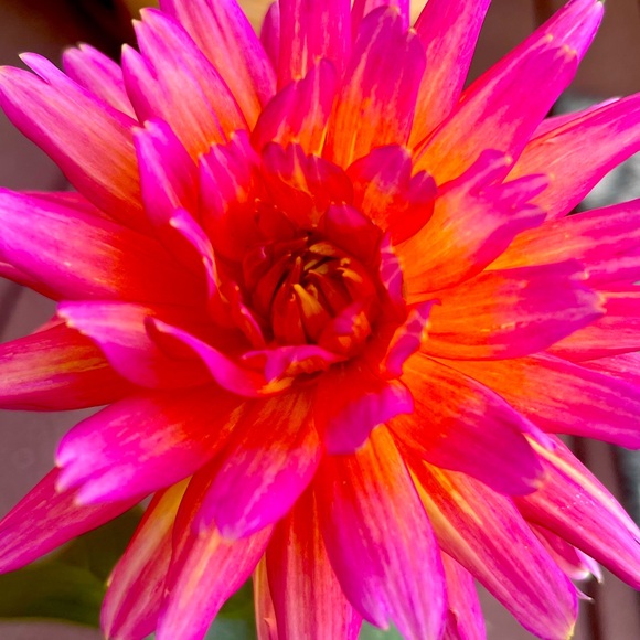 Meet your Posher, Kristy - Picture 1 of 1